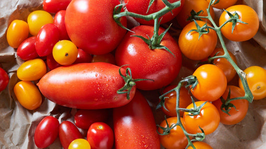 Pomodori per SOLO